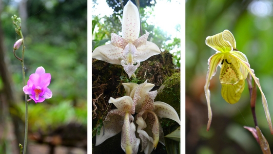 ORQUIDEAS EN LA SELVA PERUANA - Viajardea2